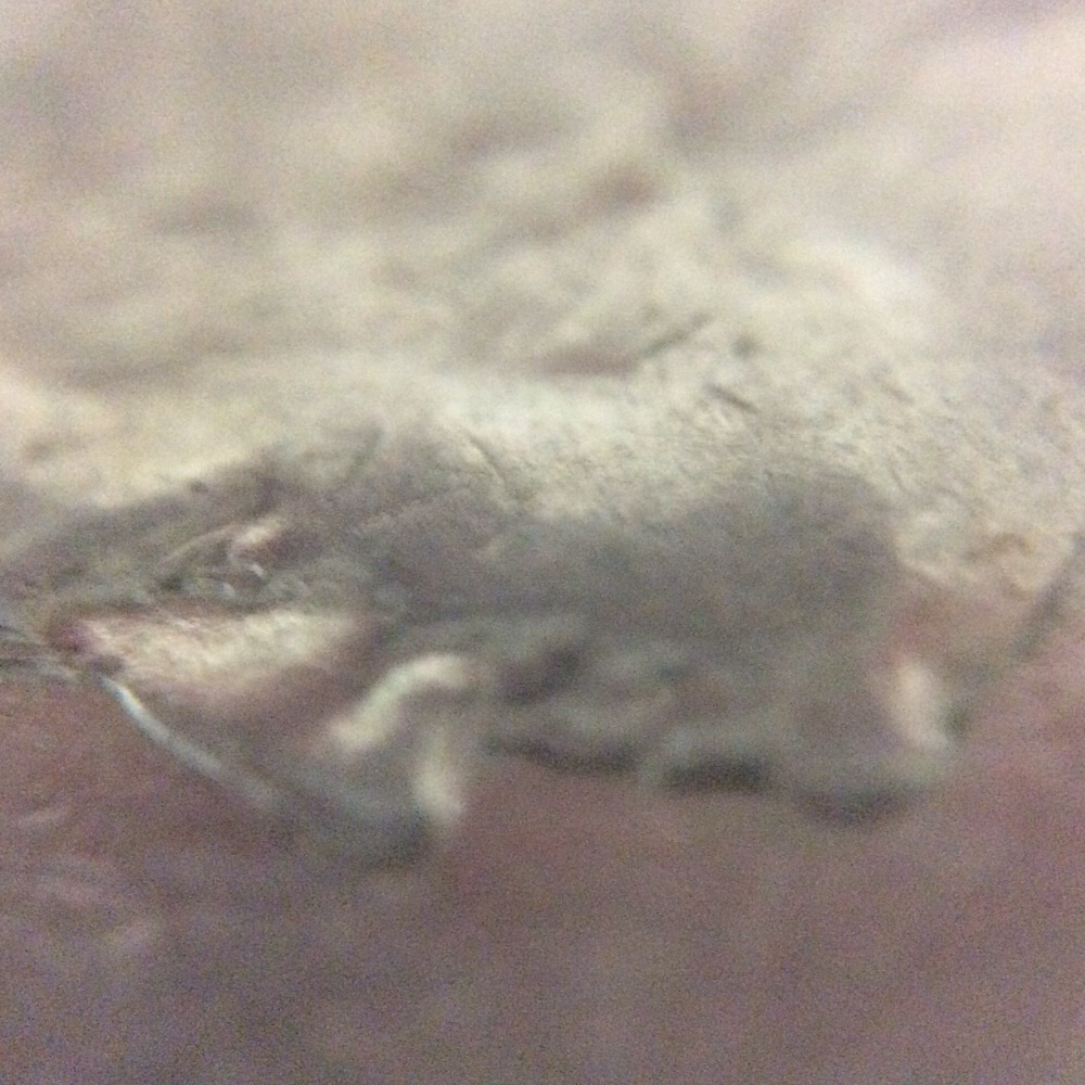 1994-P-Washington-Quarter!
