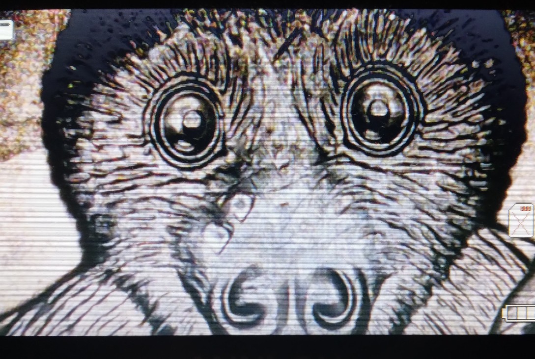 2020-P-Bat-Quarter-Possibal-DDO-And-What-Looks-Like-Tear-Drops-Under-The-Bats-Eye?