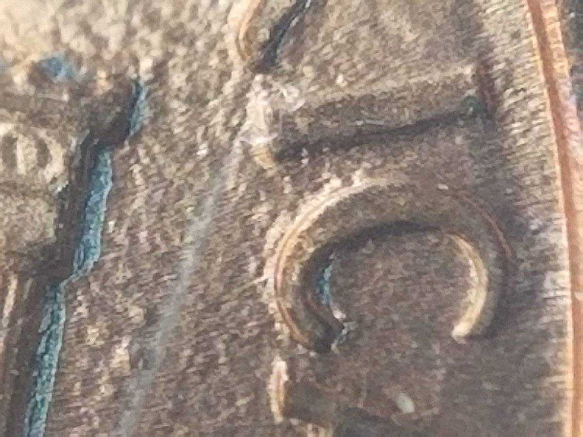 198]9-D-Lincoln-Penny-Double-Die?
