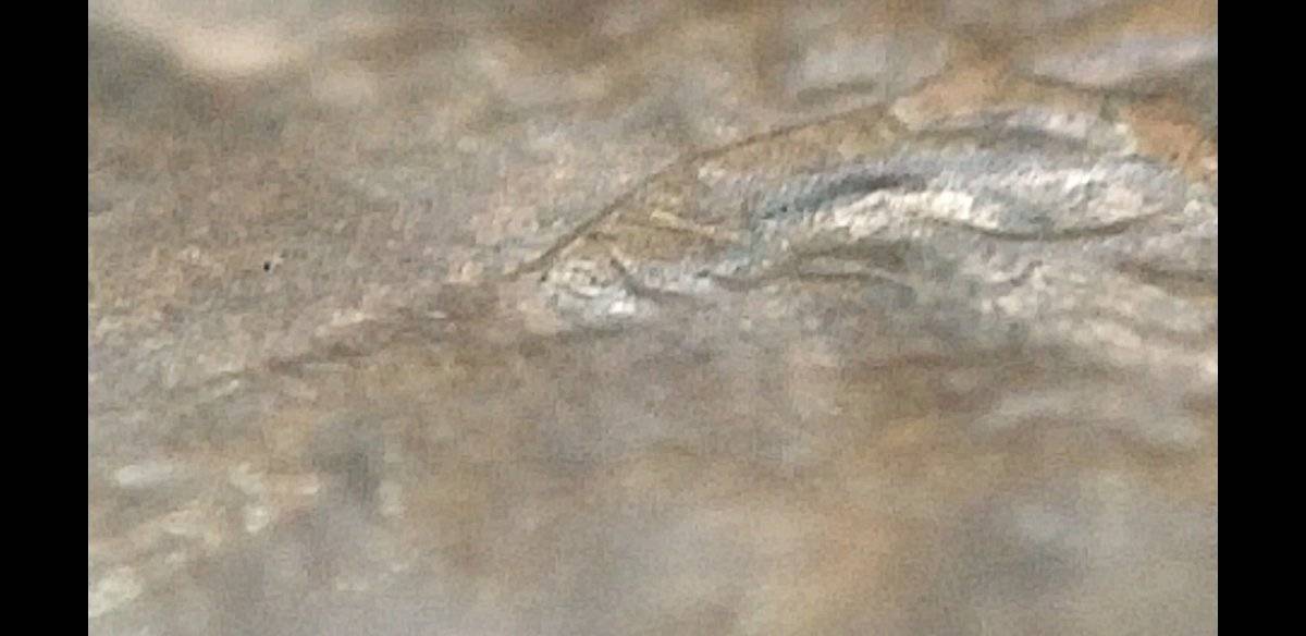The-Infamous-1988-Philadelphia-Penny-Double-Ear?