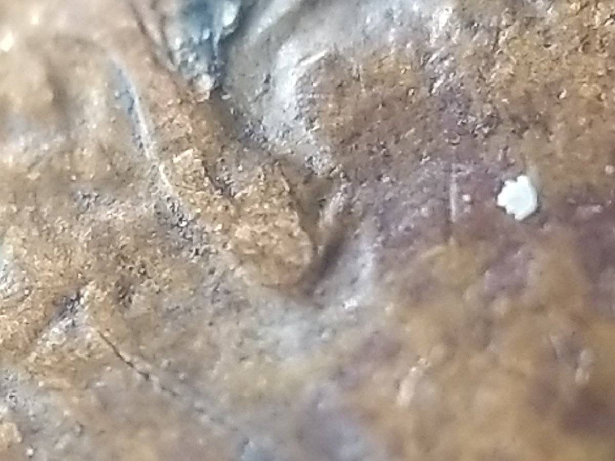 1988-D-Penny-Help-With-What-I-Have-Here