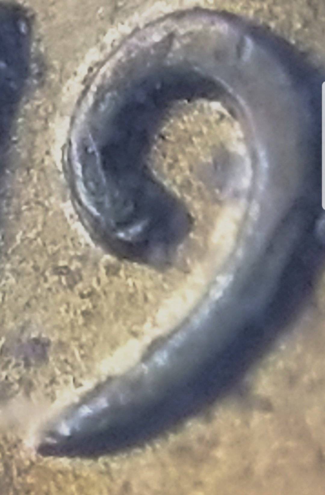 1961-D-Penny-DDO/Ddr?-RPM?