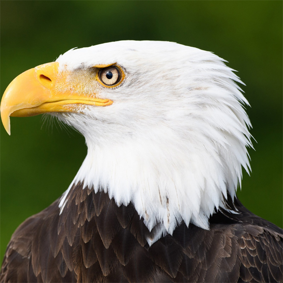 2023-American-Eagle-One-Ounce-Gold-Uncirculated-Coin-Available-On-June-1