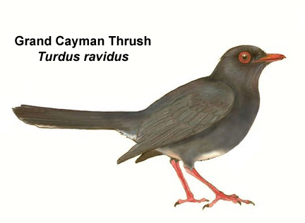 Post-Your-Bird-Coins