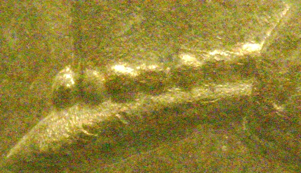 1883-Indian-Head-Cent---Snow-7?
