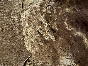 1969-D-LMC-Lincoln's-Faded-Coat-Under-The-Date,-Error?