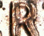 Possible-2021-Lincoln-Cent-DDO?