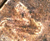 Possible-2021-Lincoln-Cent-DDO?