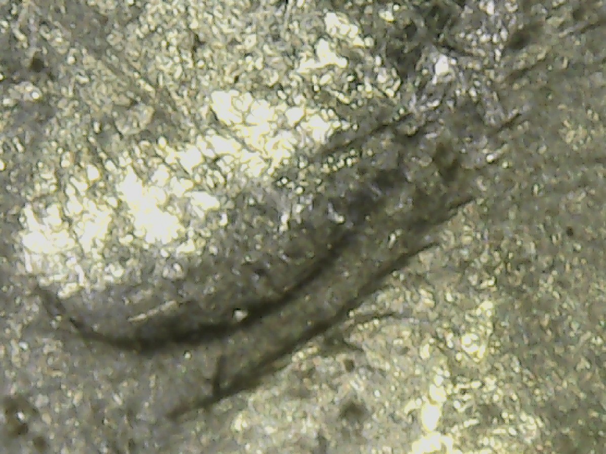 1985-D-Quarter...two-Ears?m