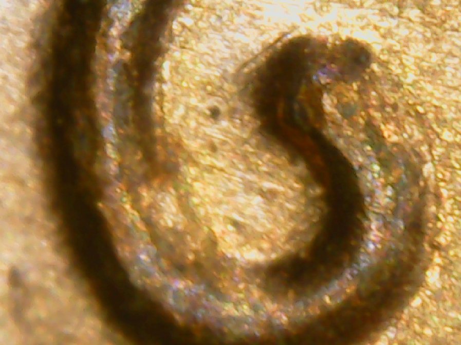 1976-Lincoln-Memorial-Cent-DDO