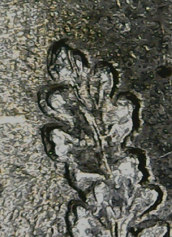 2000-Maryland-Quarter,-Is-This-Also-Die-Deterioration?