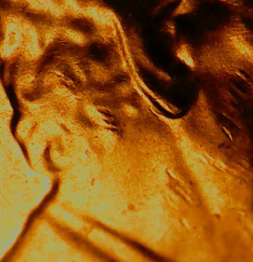 2020-D-LSC-Possible-New-Double-Earlobe-Listing