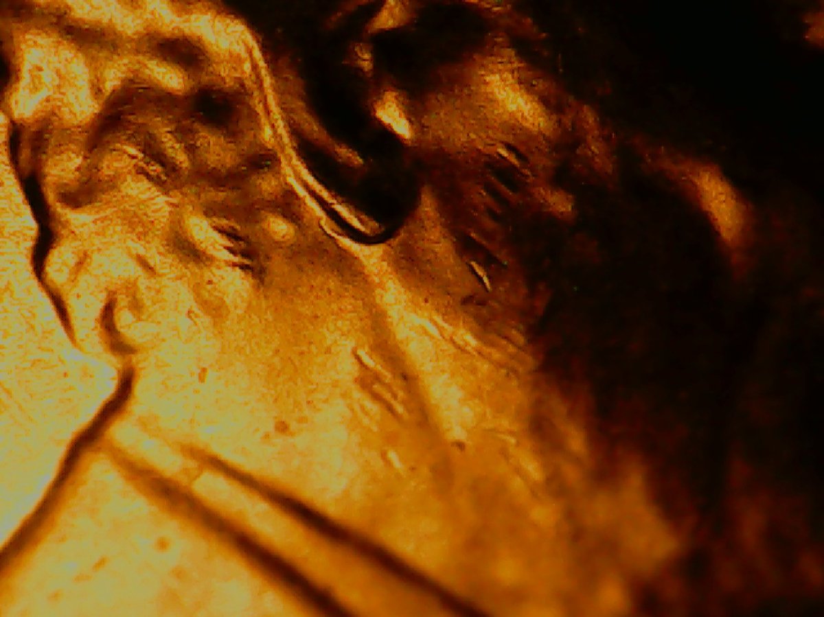 2020-D-LSC-Possible-New-Double-Earlobe-Listing