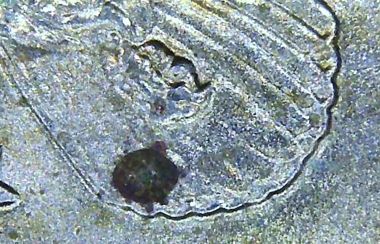2000-P-Sacajawea-Coin-Possible-Errors