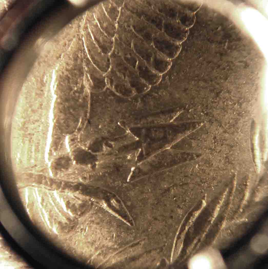 Odd-Looking-1884-O-Morgan:--Just-A-Weak-Strike?