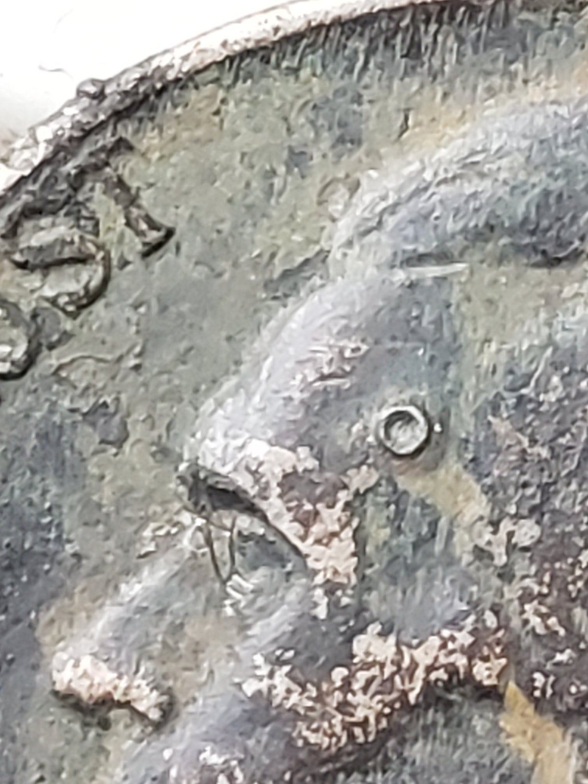 1947-Jefferson-Nickel.what-Everyone-Make-Of-It?