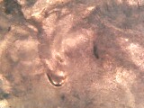 I-Believe-I-Found-A-Doubled-Earlobe-In-A-Unc-Roll-I-Got-From-The-Bank