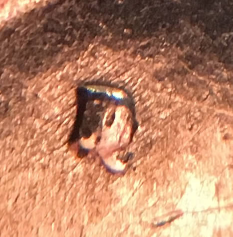 Bicentenial-Dollar-Mint-Mark