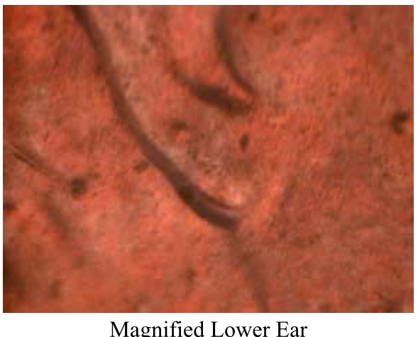 1982-D-LMC-Small-Date-Possible-Double-Ear?