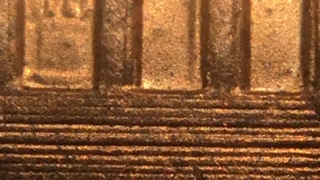 2003-D-LMC-Could-This-Be-What-Is-Called-An-Extra-Step-Cent?