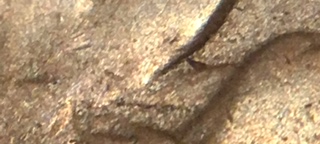 1864-Indian-Head-Cent-It-Looks-Like-An-L-In-The-Ribbon.