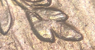 1922-P-Peace-Dollar-Type-1-Reverse-DDR?