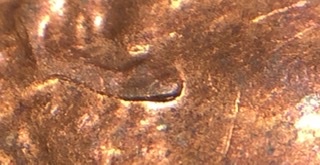 2010-D-LSC-Doubled-Ear.-This-One-Could-Very-Well-Be-One.