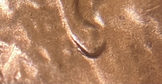 2020-D-LSC-New-Discovery-Doubled-Earlobe