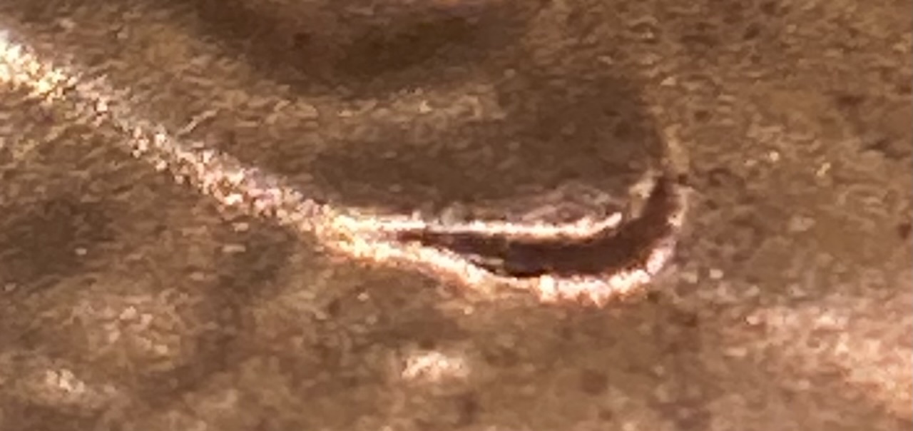 2021-D-LSC-Extremely-Mild-Doubled-Die-With-A-Doubled-Earlobe