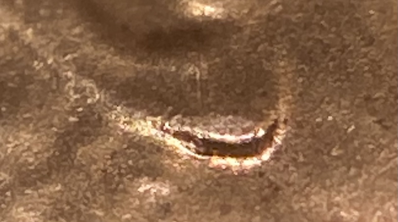2021-D-LSC-Extremely-Mild-Doubled-Die-With-A-Doubled-Earlobe
