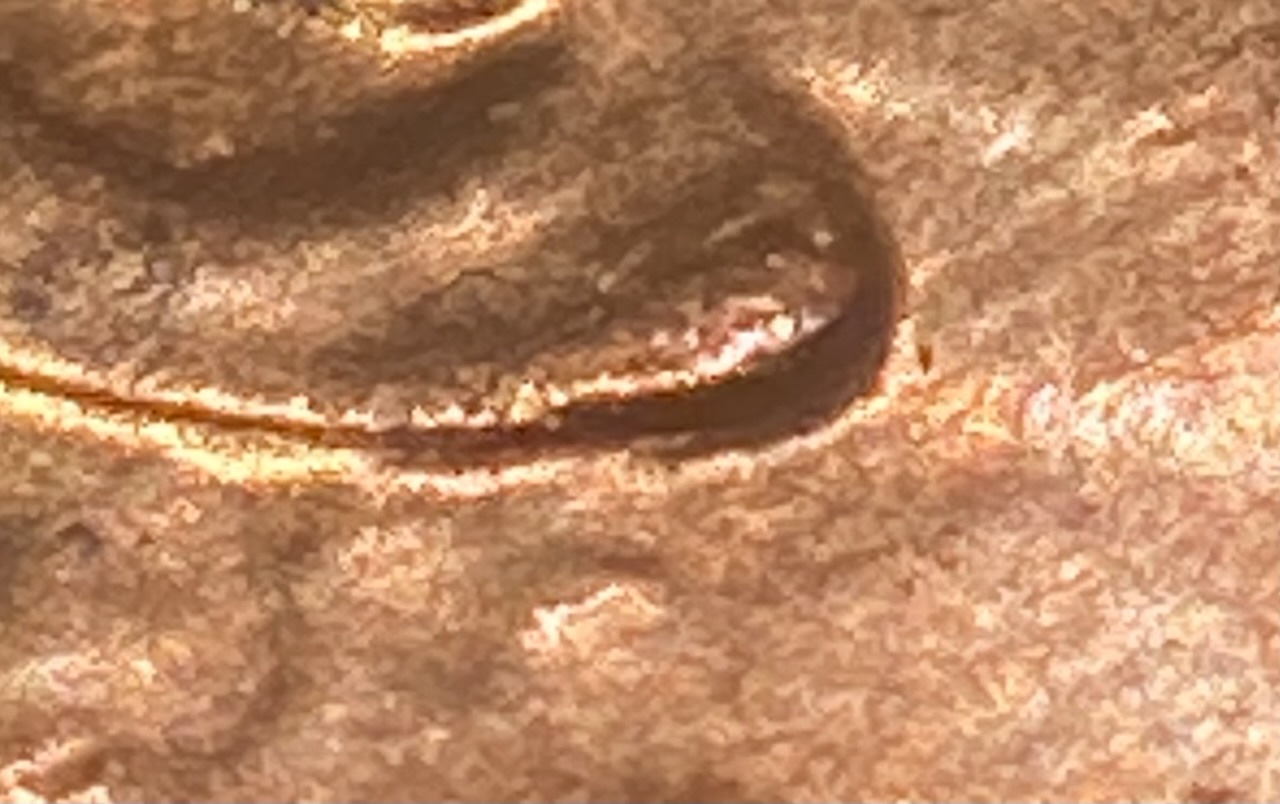 2012-P-LSC-First-Philly-Version-I-Have-Seen-With-A-Doubled-Earlobe.
