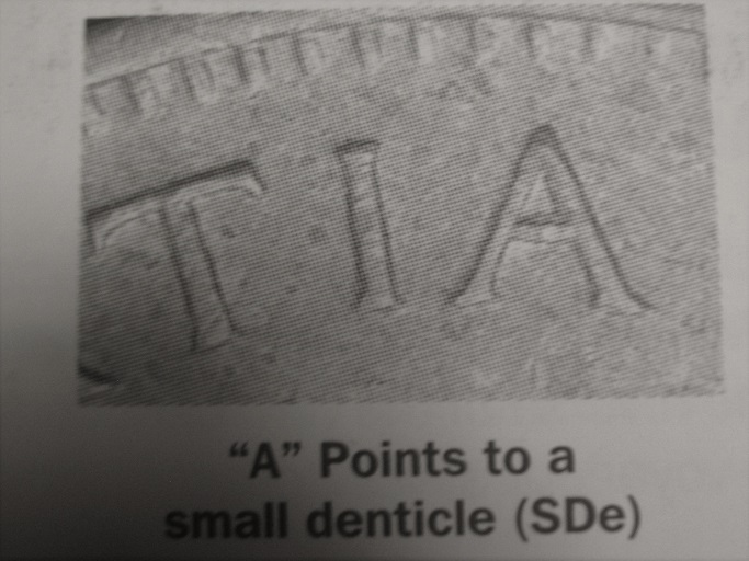 1949-Cent...a-To-Denticle-Variety?-Please-Confirm.