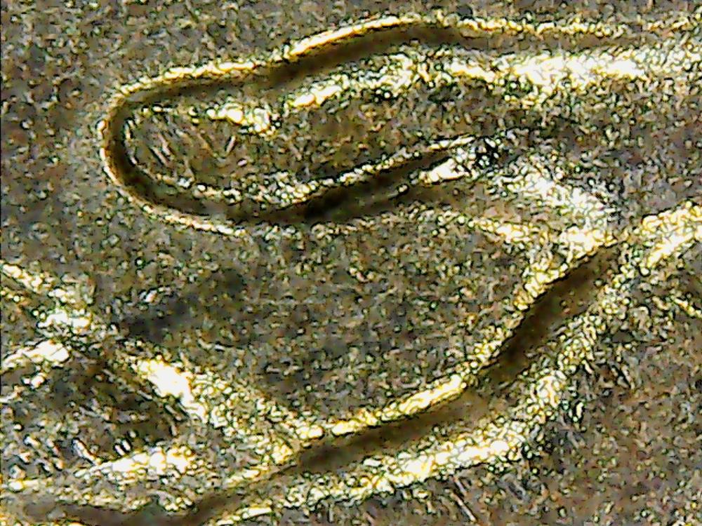 Best-Microscope-For-Coins?