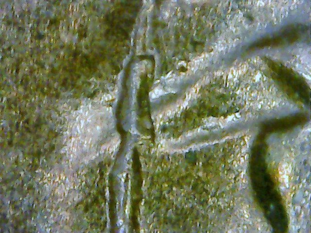 2006-LMC-Struck-Through