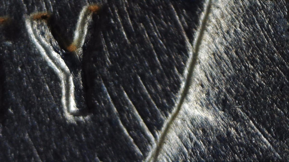 1943-D-Lincoln-Wheat-Cent,-With-Interesting-Die-Polishing...