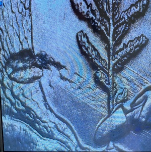 Unique-Error-On-2020-P-Vermont-Marsh-Billing-Quarter?