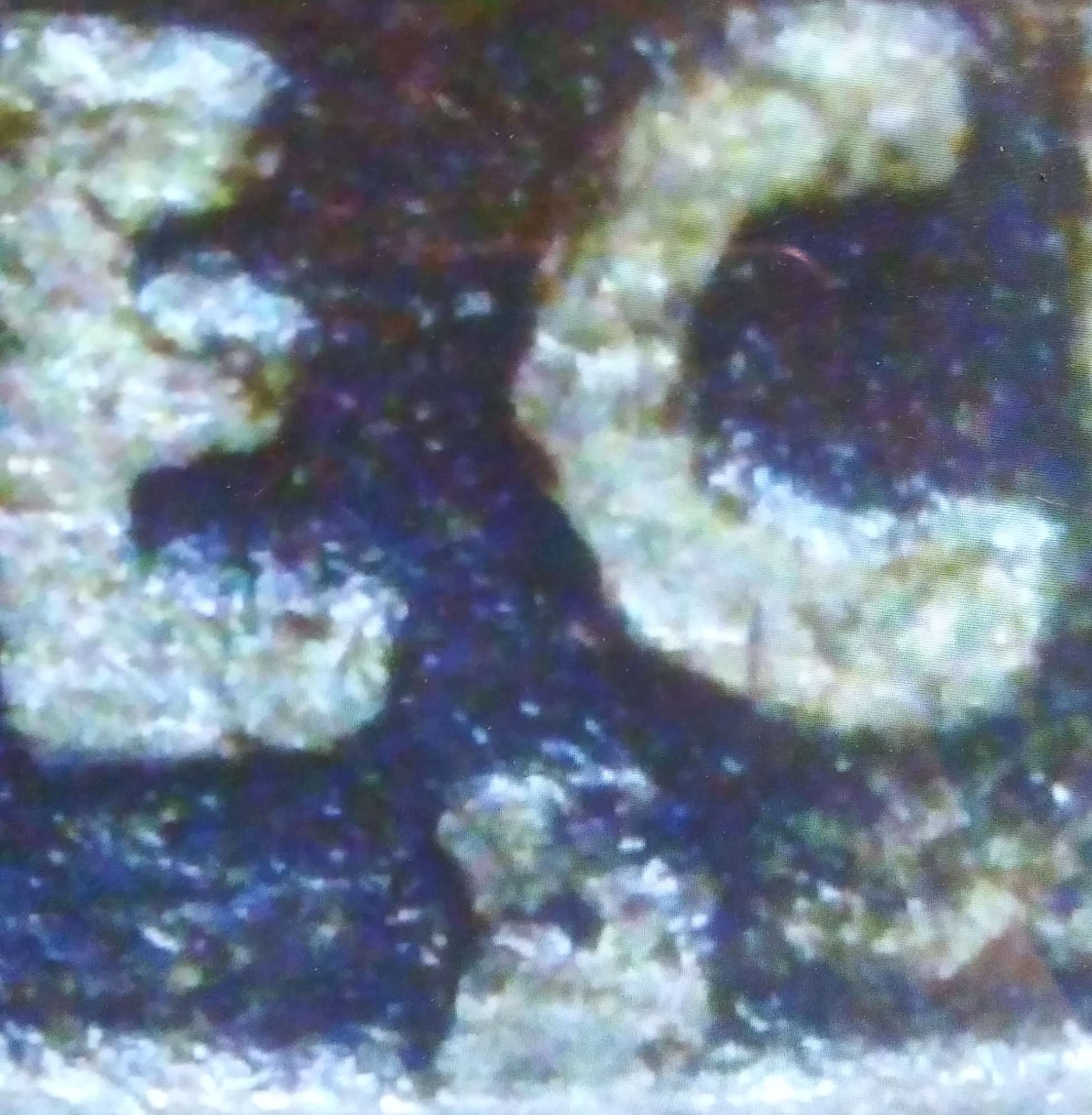 1925.-Thoughts-On-The-Grade-And-Mint-Mark-Nickel