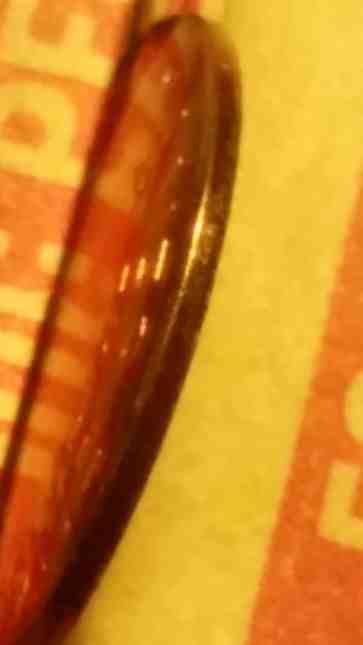 Split-Planchet-Do-You-Think-It-Is-Fake?