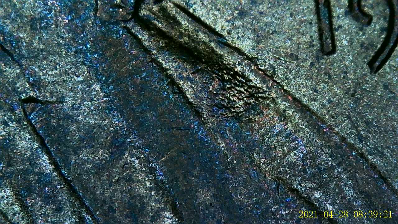 1986-Penny-,-Possible-Mule-?-Any-Help-Is-Appreciated