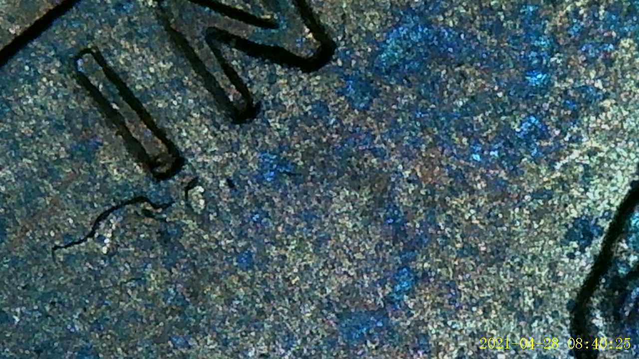1986-Penny-,-Possible-Mule-?-Any-Help-Is-Appreciated