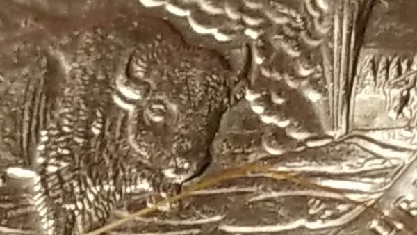 2010-Yellowstone-Washington-Quarter,-Outlining-On-Smaller-Buffalo?