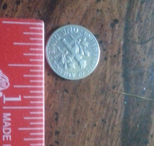 Dime-Penny-Coin.