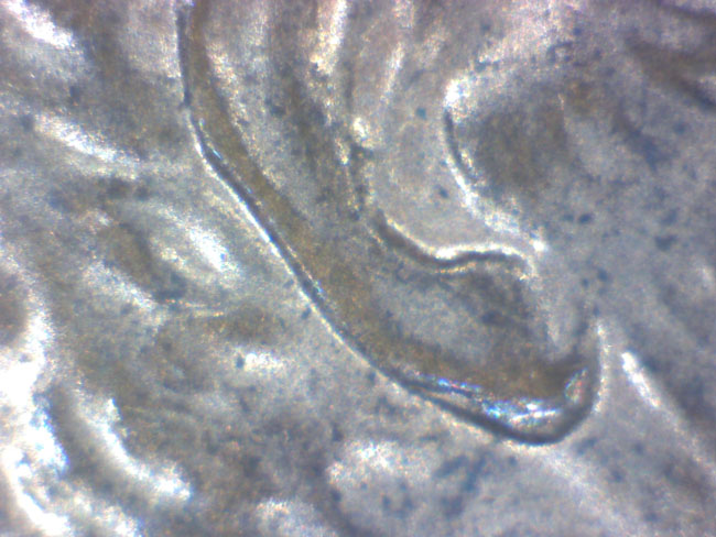 A-Couple-O'-1997-1c-Ears-To-Debunk!-:--Pls-Look!