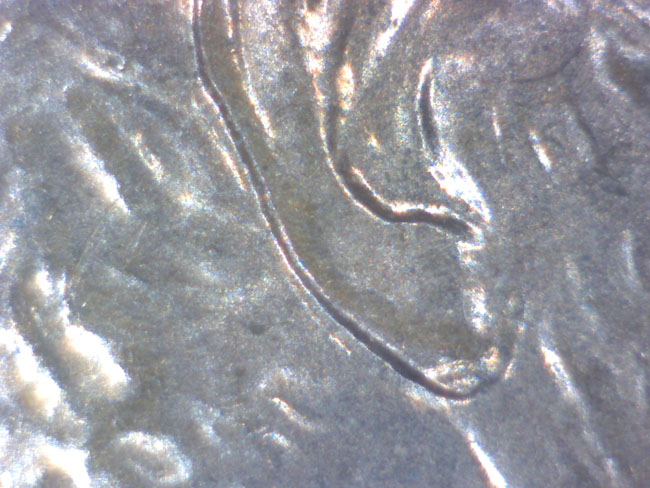 A-Couple-O'-1997-1c-Ears-To-Debunk!-:--Pls-Look!