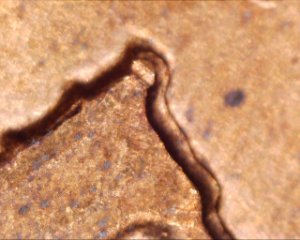 1980-Penny-Guys-This-Reverse-Of-Couns-Any-Idea-On-This-Thanks