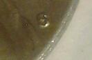1970-S-Nickel-MS-Mintmark-StyleS