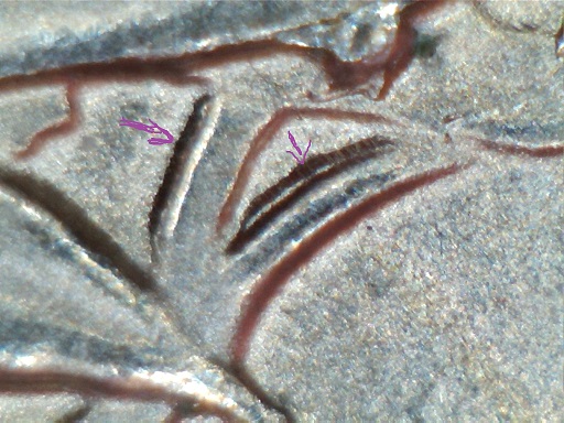 2015-Blue-Ridge-Parkway-Quarter-Errors