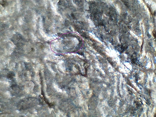 2005-P-Bison-Nickel-Doubled-Eye?