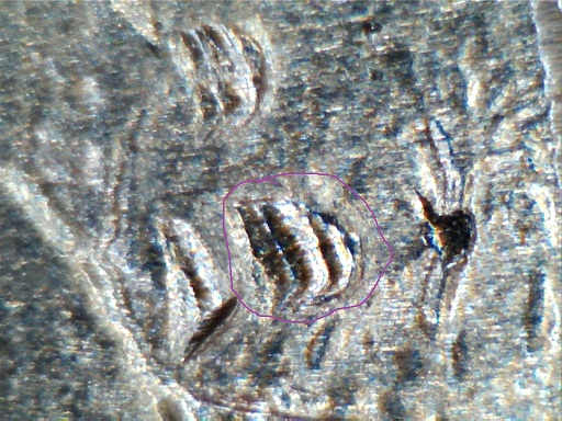 Strange-2014-P-Everglades-Quarter