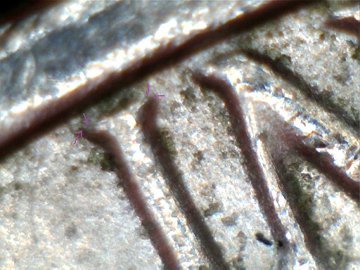 1979-DDO-And-DDR-Nickel